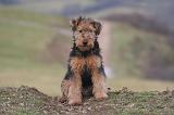 WELSH TERRIER 134